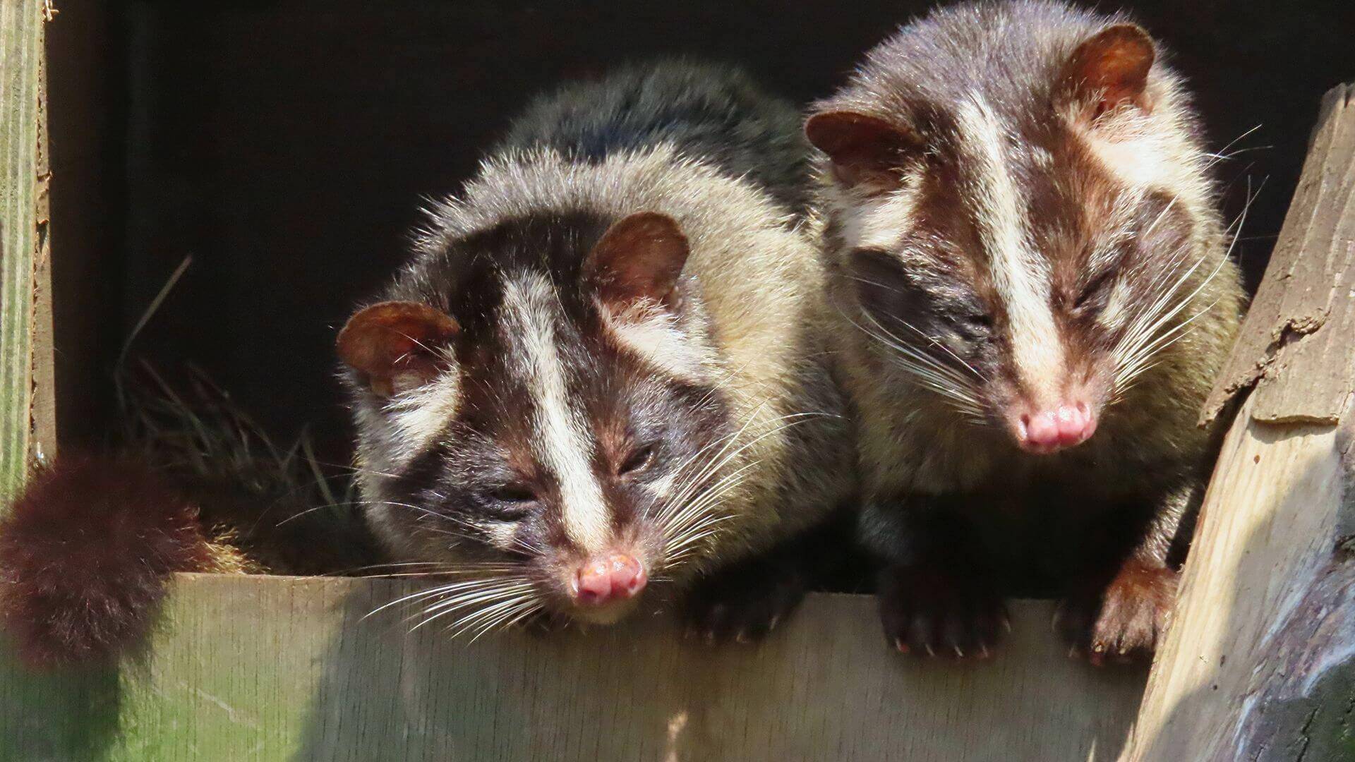 伊万里の便利屋さんエコフジタの害虫・害獣対策のハクビシンの写真
